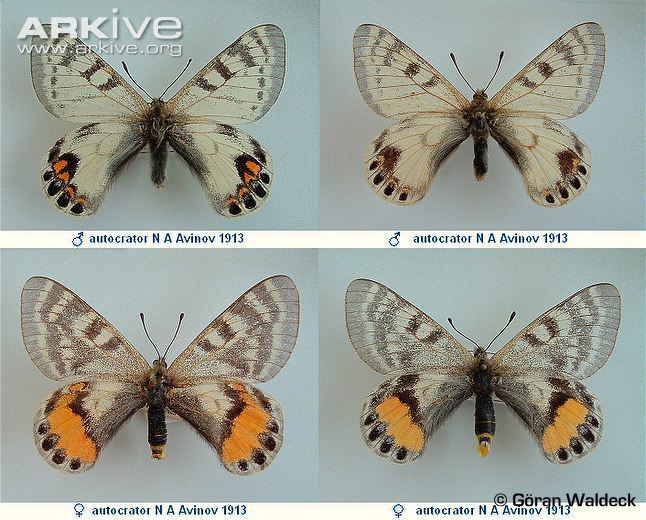 Parnassius autocrator Apollo butterfly videos photos and facts Parnassius autocrator