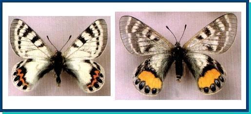 Parnassius autocrator Papilionidae Parnassius autocrator Avinov 1913