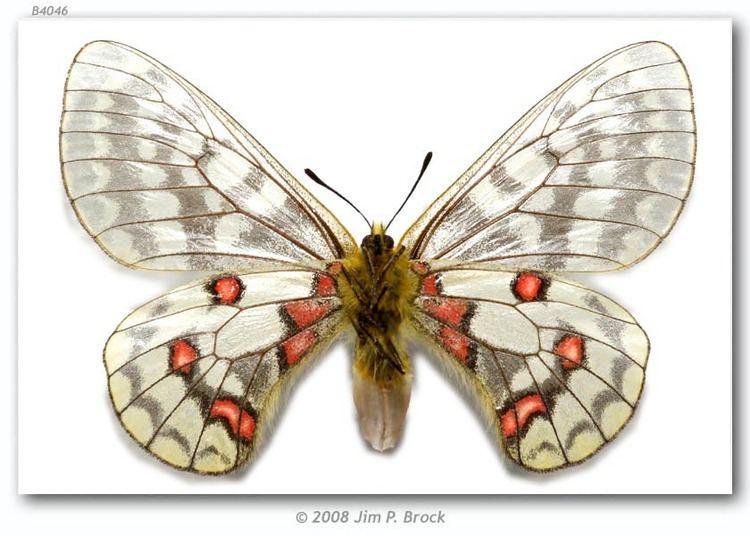 Parnassius eversmanni Parnassius eversmanni thor pinned specimens