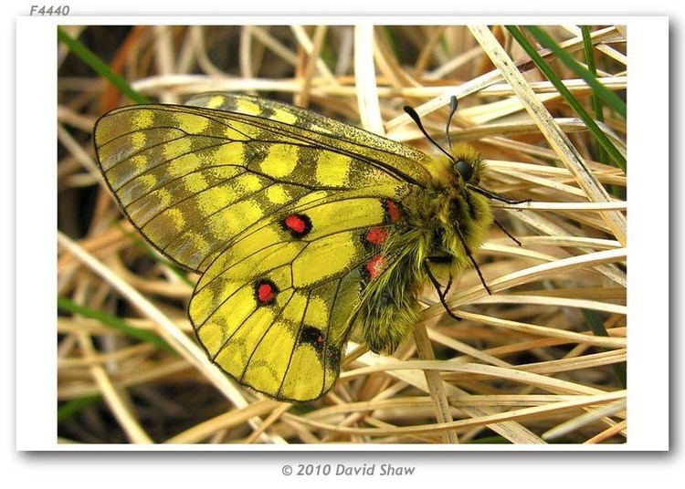 Parnassius eversmanni butterfliesofamericacomimagesPapilionidaeParna