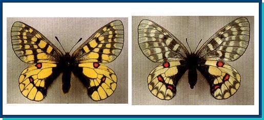 Parnassius eversmanni Papilionidae Parnassius eversmanni Menetries in Siemaschko 1850