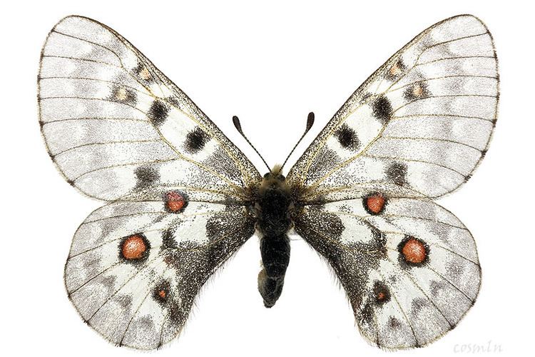 Parnassius phoebus Lepidoptera around Romania and not only Parnassius phoebus