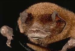 Parnell's mustached bat Species Sheet Mammals39Planet