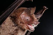 Parnell's mustached bat httpsuploadwikimediaorgwikipediacommonsthu