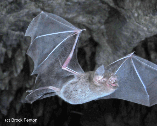 Parnell's mustached bat Parnell39s Mustached Bat Pteronotus parnellii