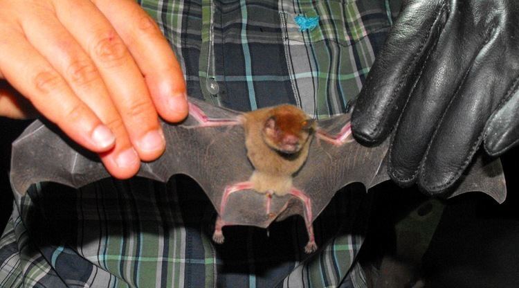 Parnell's mustached bat Central America New Rainforest Mammals