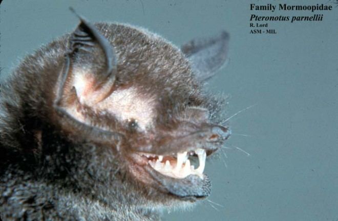 Parnell's mustached bat Pteronotus parnellii Parnell39s mustached bat