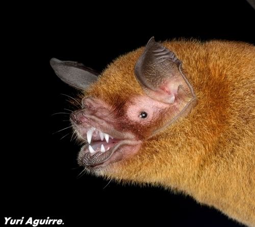 Parnell's mustached bat Wagner39s mustached bat Pteronotus personatus iNaturalistorg