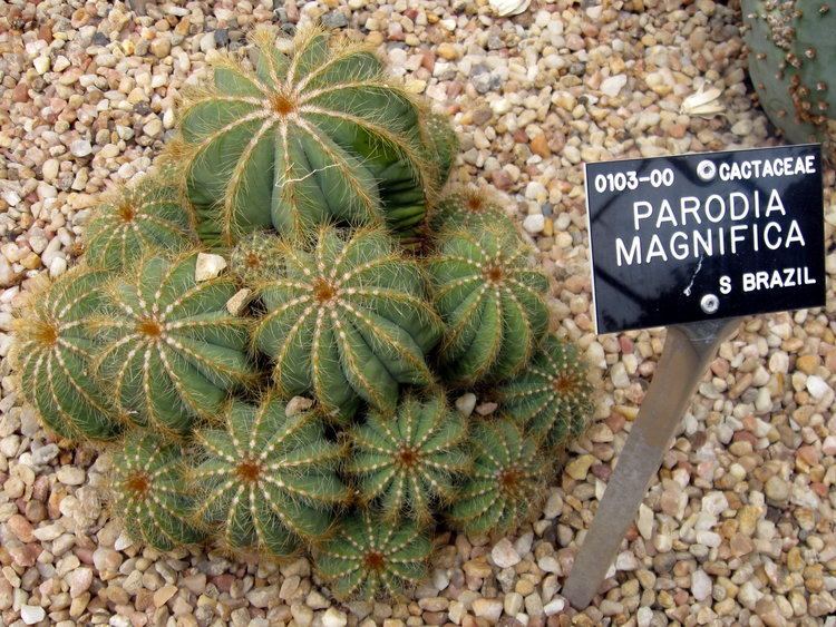 Parodia magnifica FileParodia magnifica DUBG 20090603JPG Wikimedia Commons