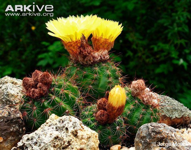 Parodia ottonis Cactus videos photos and facts Parodia ottonis ARKive