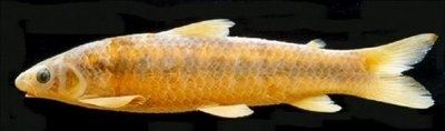Parodon Peces Criollos new species of freshwater fish fishes from Argentina
