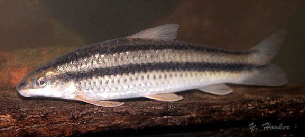 Parodon Fish Identification