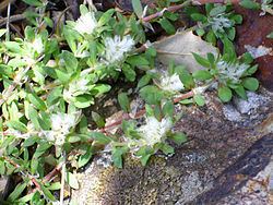 Paronychia argentea httpsuploadwikimediaorgwikipediacommonsthu
