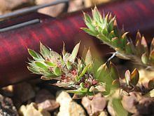 Paronychia franciscana httpsuploadwikimediaorgwikipediacommonsthu