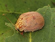 Paropsis atomaria httpsuploadwikimediaorgwikipediacommonsthu
