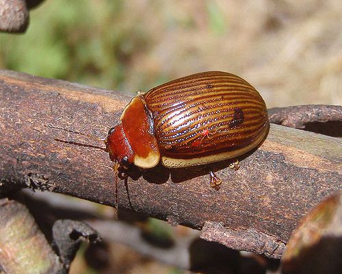 Paropsisterna Tortoise leaf beetles 2 a gallery on Flickr
