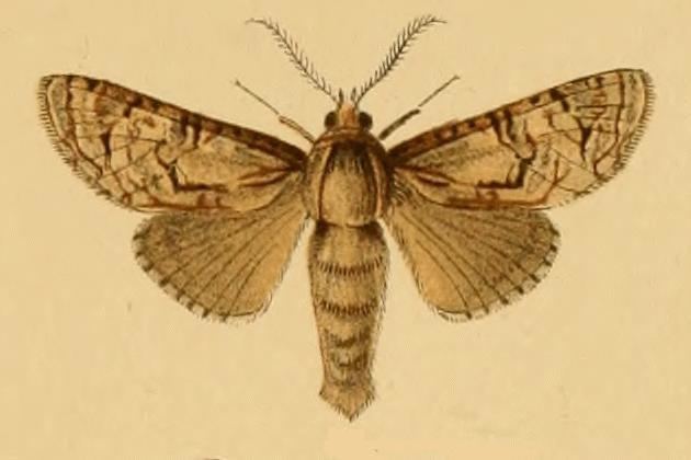 Paropta l-nigrum