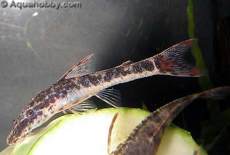 Parotocinclus Parotocinclus maculicauda Red Fin Oto Red Fin Dwarf Pleco Fish