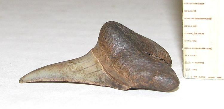 Parotodus Edisto River Parotodus Benedeni Shark Tooth