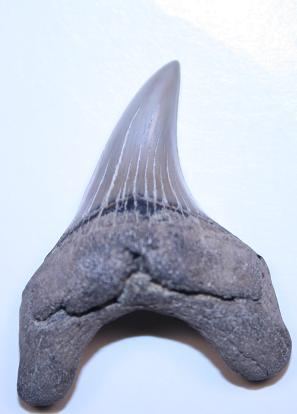 Parotodus Parotodus Benendeni shark fossils from the Oligocene to Pliocene
