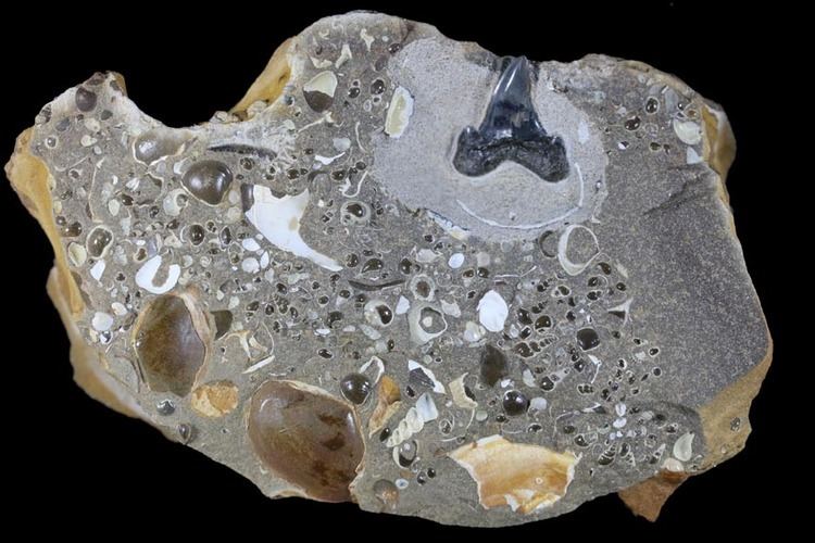 Parotodus Steinkernde Die FossilienCommunity Erstnachweis des Haizahns