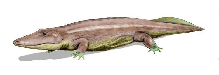 Parotosuchus httpsuploadwikimediaorgwikipediacommons44