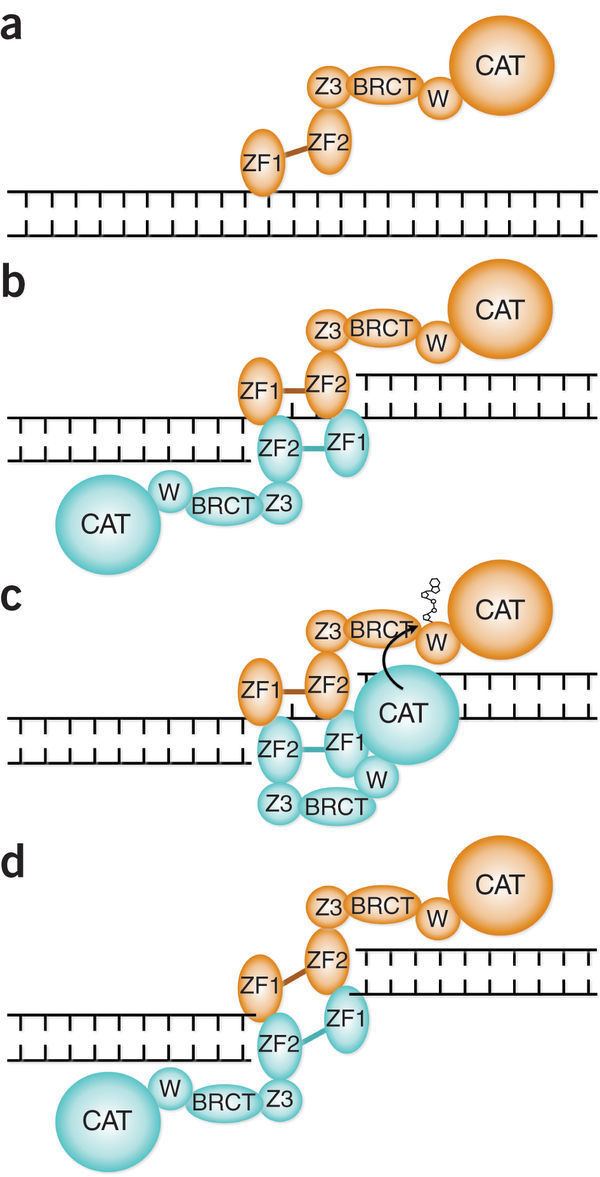 PARP1 The zincfinger domains of PARP1 cooperate to recognize DNA strand