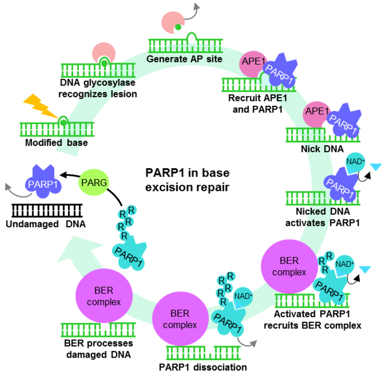 PARP1 Biomolecules Free FullText Functional Aspects of PARP1 in DNA