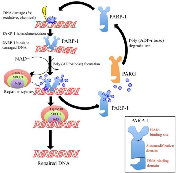 PARP1 Clinical significance of PARP1 inhibitors in cancer chemotherapy