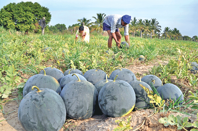 Parra, Goa Herald Pednekar family plucks watermelons in their field at Parra