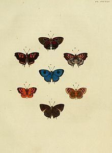 Parrhasius (butterfly) httpsuploadwikimediaorgwikipediacommonsthu