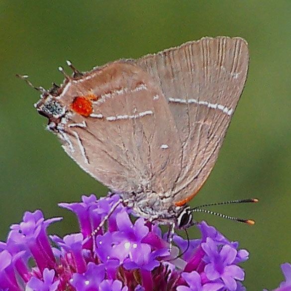 Parrhasius m-album White M Hairstreak