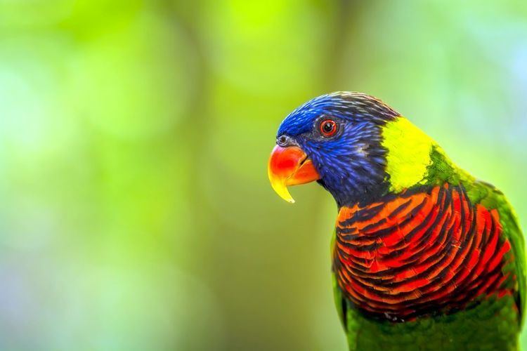 Parrot Parrots Parrot Pictures Parrot Facts National Geographic