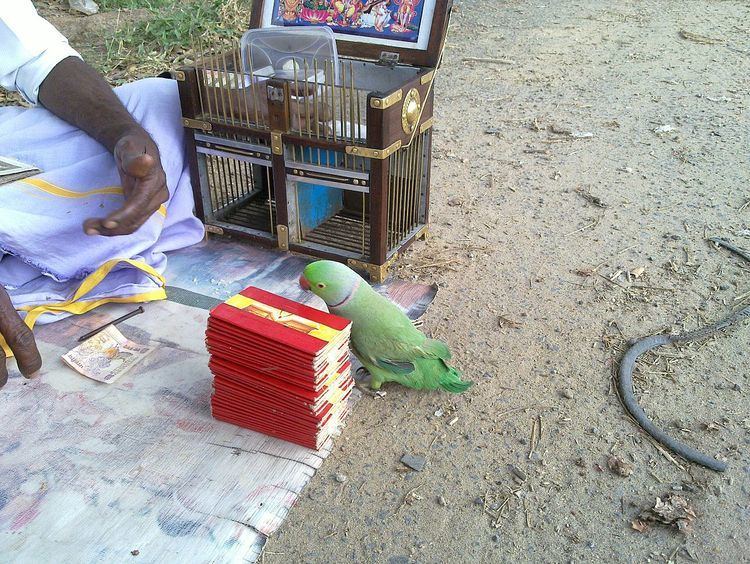 Parrot astrology