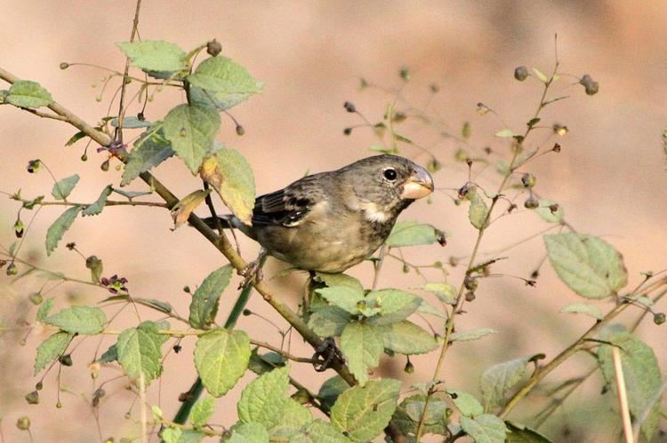 Parrot-billed seedeater Parrotbilled Seedeater Sporophila peruviana videos photos and
