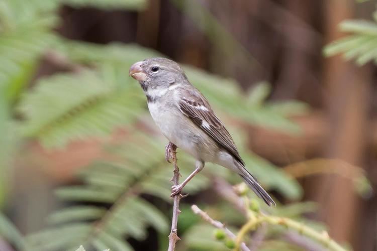 Parrot-billed seedeater Parrotbilled Seedeater Sporophila peruviana videos photos and