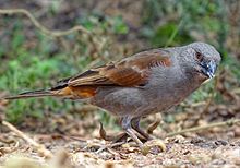 Parrot-billed sparrow httpsuploadwikimediaorgwikipediacommonsthu