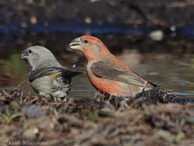 Parrot crossbill Surfbirds Online Photo Gallery Search Results