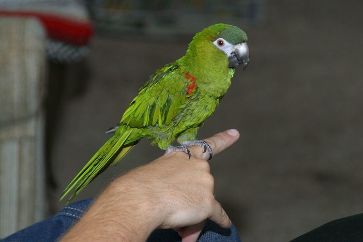 parrot-training-alchetron-the-free-social-encyclopedia