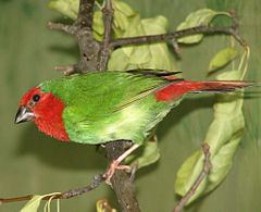 Parrotfinch httpsuploadwikimediaorgwikipediacommonsthu