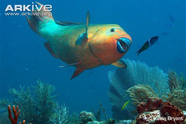 Parrotfish Rainbow parrotfish videos photos and facts Scarus guacamaia ARKive