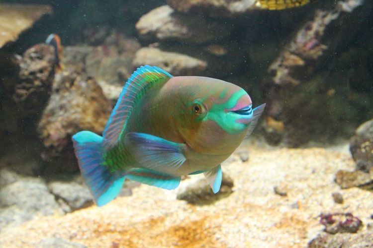 Parrotfish Parrot Fish Parrot Fish Pictures Parrot Fish Facts National