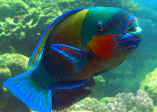 Parrotfish The Hidden Mysteries of the Parrotfish Not Tomatoes
