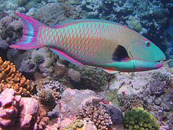 Parrotfish httpsuploadwikimediaorgwikipediacommonsthu