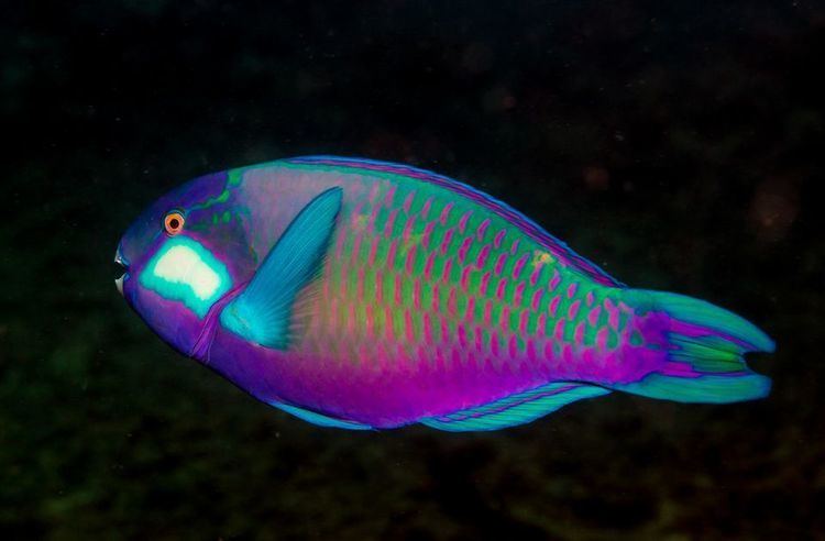 Parrotfish Parrot Fish Parrot Fish Pictures Parrot Fish Facts National