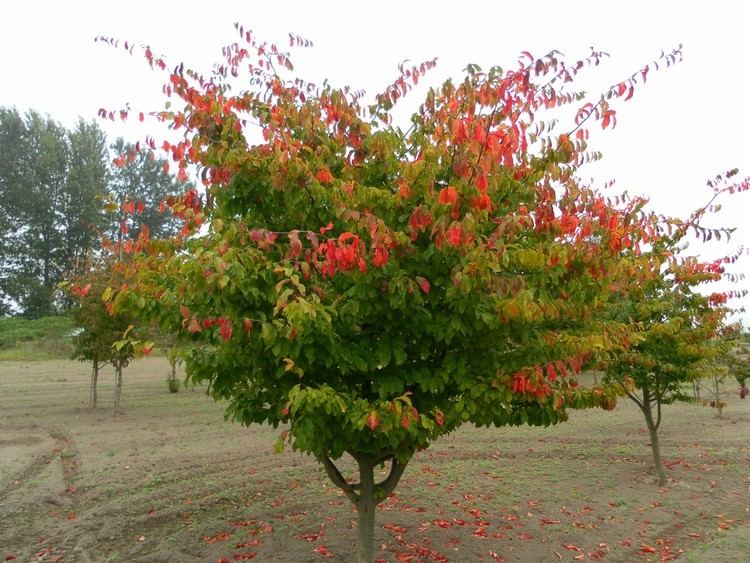 Parrotia Persian Ironwood Chrishaven Trees Online Catalog