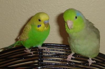 Parrotlet ParrotletGet Facts See Pictures And Read What Owners Of