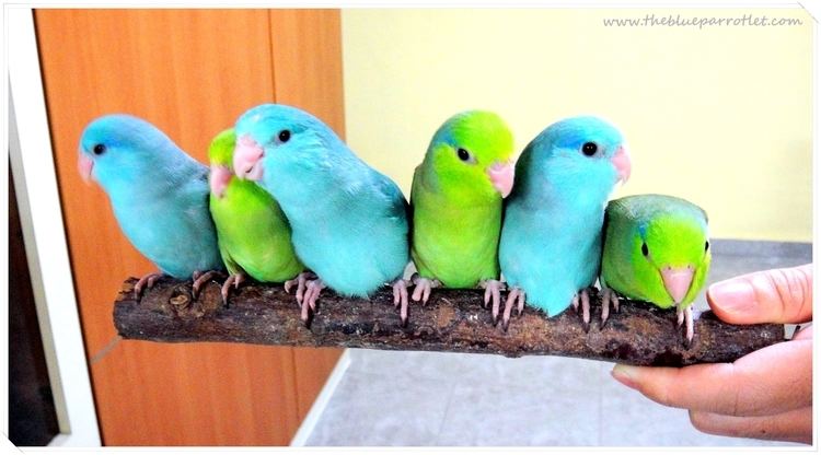 Parrotlet The Blue Parrotlet Parrotlets in Singapore