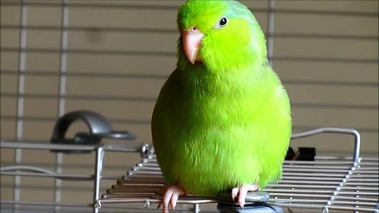 Parrotlet Valentino the Singing Parrotlet YouTube