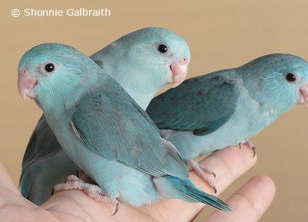 Parrotlet Parrotlets ParrotFeathercom